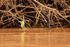 Monk Parakeet drinking from river, Mato Grosso, Brazil