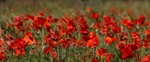 No.0007. Stapleford Poppies