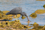 Heron with Fish 1