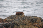 Otter