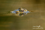 Toad 210314 257b