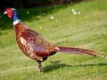 Male Pheasant