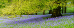 Bluebell Wood, Pott Shrigley, Cheshire (2)