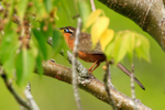 Lesser Ground-Cuckoo portfolio