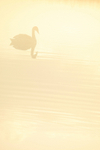Mute swan in the mist on the Somerset Levels_00565