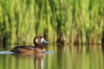 Scaup (female) swimming, Iceland