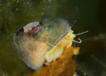 Flustrellidra hispida on Gibbula magus