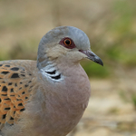 Turtle Dove, close-up, Otmoor RSPB