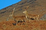 Red Deer