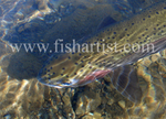 Closeup Trout Reflections.