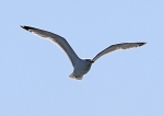 090529 SEAGULL IMG_5204