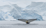 Humpback whale