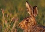 Brown Hare