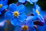 Forget-me-nots (Close up)