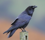 Raven