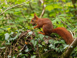 Red Squirrel