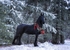 snow1