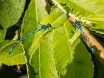Azure Damselflies