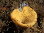 Axinella infundibuliformis