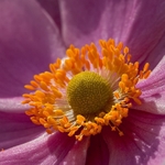Japanese Anemone C