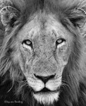 Lion portrait