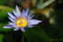 Water Lily