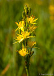 Bog Asphodel (01)