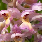 Hybrid Orchis - Orchis x colemanii ( Orchis mascula x O. pauciflora)