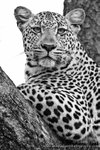 Black and White leopard