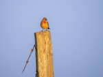 Linnet