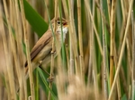Reed Warbler