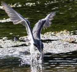 Tri-Colored-Heron _0045