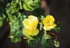 Rosa x Anthina "Canary Bird"