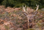 Red Deer Hiding