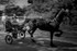 Appleby 011
