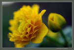 Caltha palustris 'Multiplex'