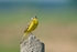 Blue-headed Wagtail
