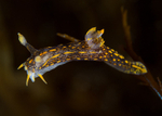 Polycera quadrilineata