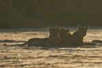 Lion cubs at sunrise