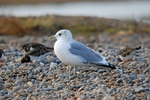 Common Gull