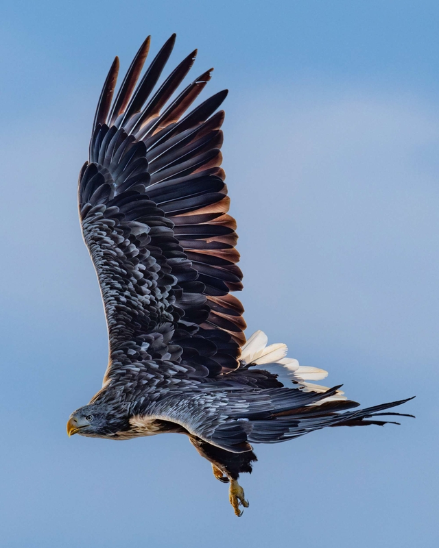 White Tailed Eagle - Isle of Mull - Scotland