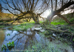 Swallowhead Spring, Avebury