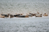 Common Seals