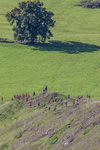 Ilam-19