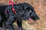 Black Combe-937