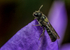 Chelostoma campanularum (m)