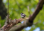 Pied Flycatcher