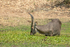 Waterbuck