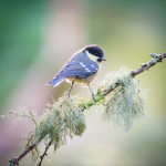 Juvenile Great tit