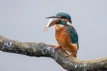 Kingfisher Alcedo Atthis058